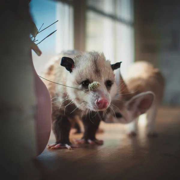 Virginia keseli sıçanı, Didelphis Virginiana, pencerede. — Stok fotoğraf