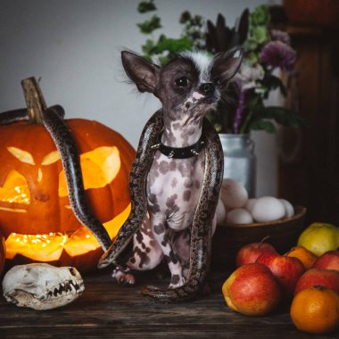 Komik köpek Cadılar Bayramı 'nı yılan ve balkabağıyla selebreledi.
