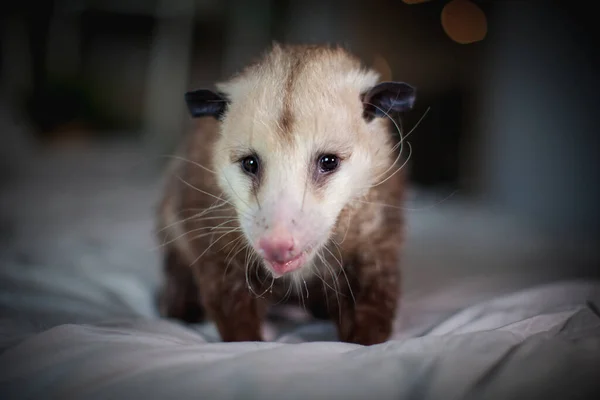 La zarigüeya de Virginia, Didelphis virginiana, en una cama — Foto de Stock