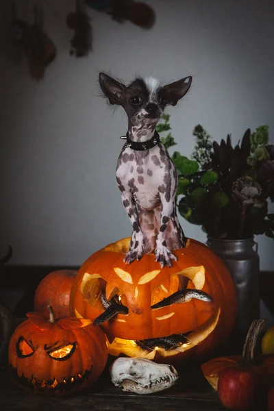 Vtipný pes vybírá halloween s hady a dýní — Stock fotografie