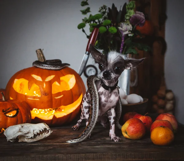 Cão engraçado selebrates Haloween com cobras e abóbora — Fotografia de Stock