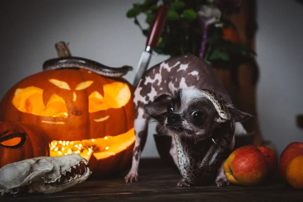 Cão engraçado selebrates Haloween com cobras e abóbora — Fotografia de Stock