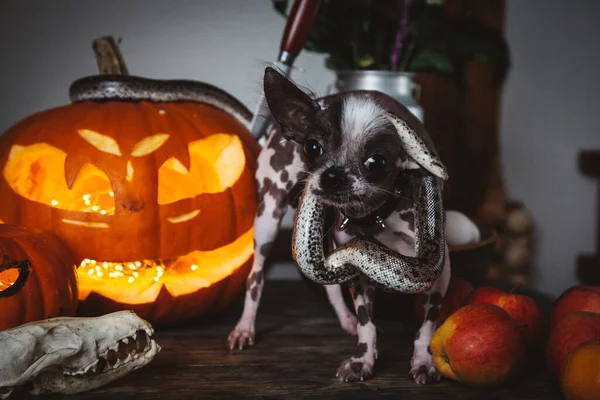 Cão engraçado selebrates Haloween com cobras e abóbora — Fotografia de Stock