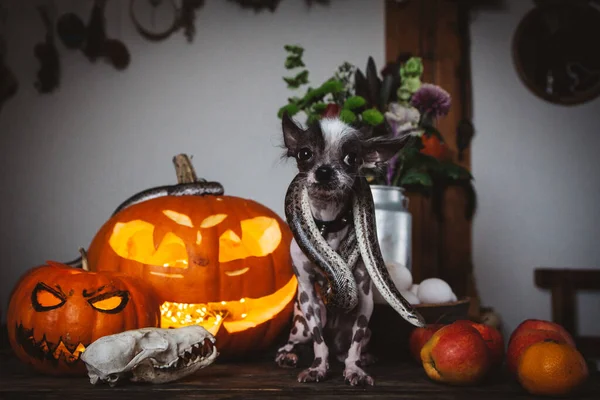 Cão engraçado selebrates Haloween com cobras e abóbora — Fotografia de Stock