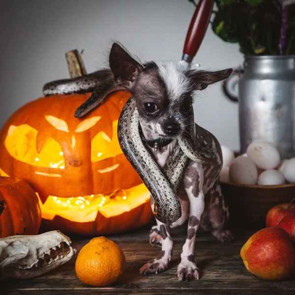 Lustiger Hund selebriert Haloween mit Schlangen und Kürbis — Stockfoto