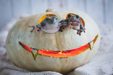 Muhteşem Avustralya yeşil kurbağaları Cadılar Bayramı balkabağıyla