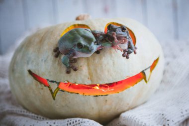 Muhteşem Avustralya yeşil kurbağaları Cadılar Bayramı balkabağıyla