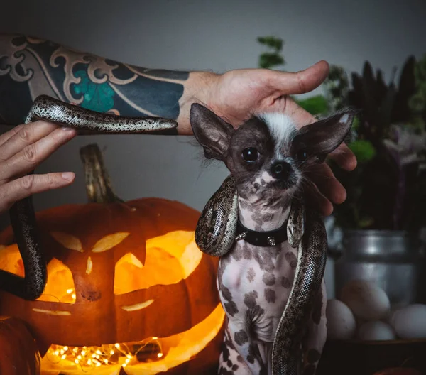 Cão engraçado selebrates Haloween com cobras e abóbora — Fotografia de Stock