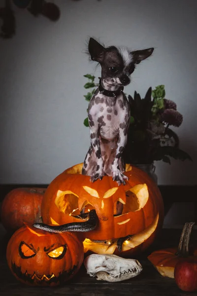 Vtipný pes vybírá halloween s hady a dýní — Stock fotografie