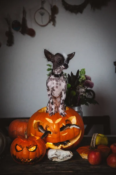 Rolig hund firar Haloween med ormar och pumpa — Stockfoto