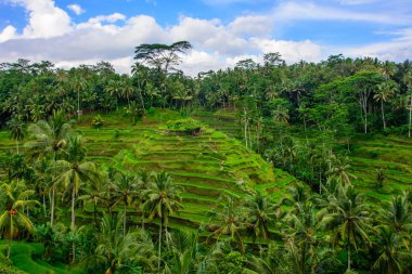 Pirinç tarlaları teraslar üzerinde. Tegalalang pirinç teras Ubud. Bali Endonezya