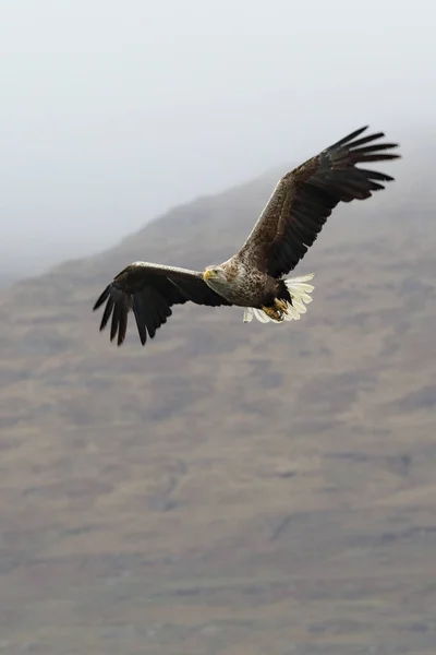 Tengeri Rétisas Haliaeetus Albicilla Repülés Ködös Hegyek Háttérben Képet Hozott — Stock Fotó