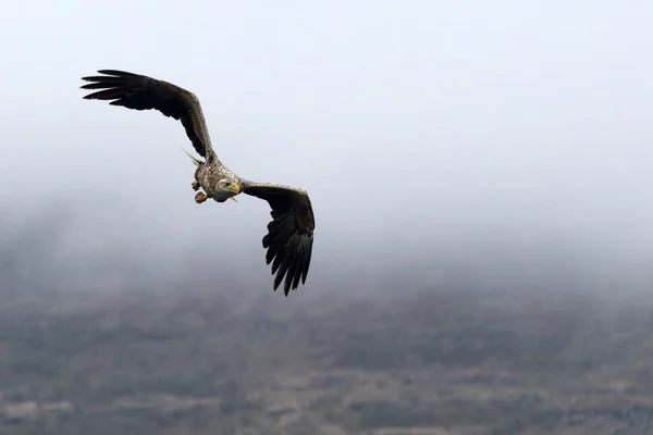 Águila Cola Blanca Haliaeetus Albicilla Vuelo Con Colinas Brumosas Fondo —  Fotos de Stock