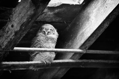 Sarımsı kahverengi Owlet (Strix aluco) bir çiftlik avlusu Ahırda yatıyor. Görüntü almak İskoçya'da, İngiltere'de. Siyah beyaz resim.