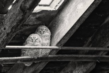 Sarımsı kahverengi Owlets (Strix aluco) bir çiftlik avlusu Ahırda yatıyor. Görüntü almak İskoçya'da, İngiltere'de. Siyah beyaz resim.