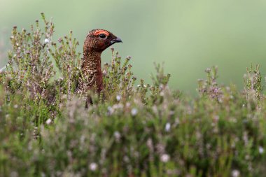 Red Grouse (Lagopus scotica) through the heather. Image taken in Angus, Scotland, UK. clipart
