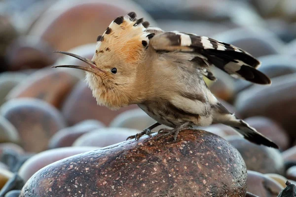 Eurasian Hoopoe Upupa Epops Imagen Tomada Cuenca Montrose Angus Escocia — Foto de Stock