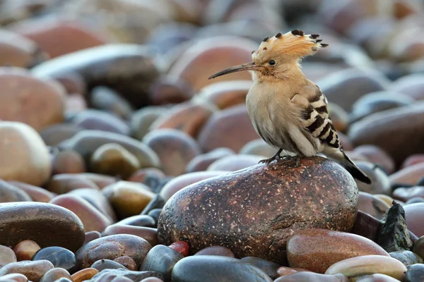 Eurasian Hoopoe Upupa Epops Imagen Tomada Cuenca Montrose Angus Escocia — Foto de Stock