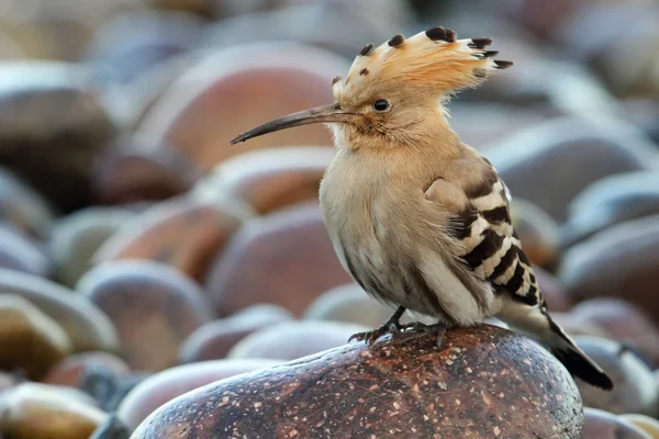 Eurasian Hoopoe Upupa Epops Imagen Tomada Cuenca Montrose Angus Escocia — Foto de Stock