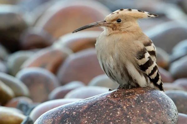 Eurasian Hoopoe Upupa Epops Image Taken Montrose Basin Angus Scotland — Stock Photo, Image