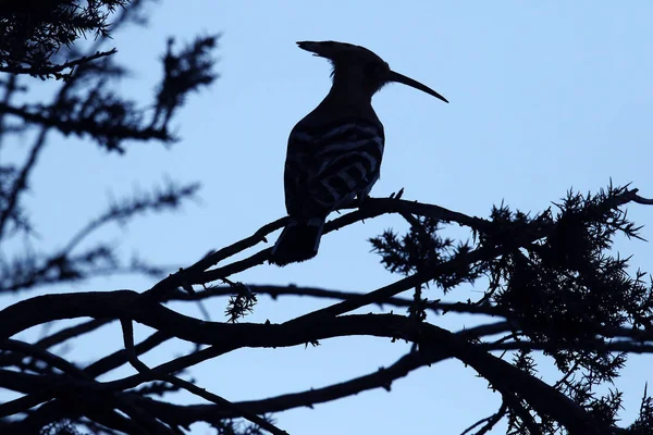 Eurasiático Hoopoe Épocas Upupa Imagem Tirada Montrose Basin Angus Escócia — Fotografia de Stock