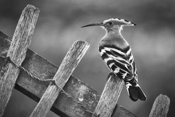 Євразійський Одуд Дані Знімок Зроблений Montrose Басейну Ангус Шотландія Великобританія — стокове фото