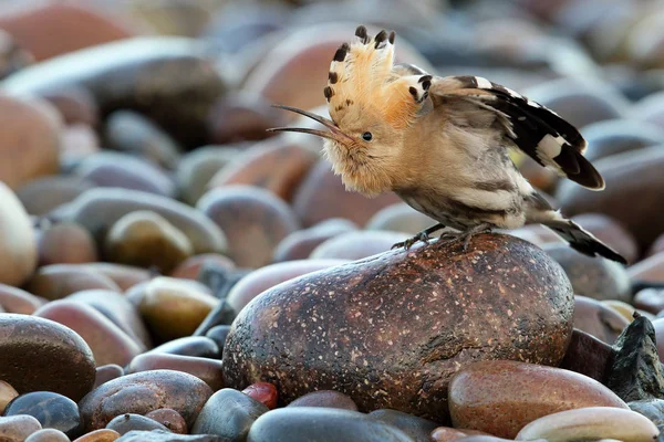 Eurasian Hoopoe Upupa Epops Image Taken Montrose Basin Angus Scotland — Stock Photo, Image