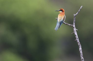 Yabani Avrupa Arı yiyici (Merops apiaster) bir dal üzerinde, böcekler için avcılık. Kıbrıs'ta çekilen görüntü.