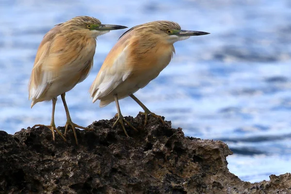 Yabani Squacco Heron Ardeola Ralloides Baf Yakınlarındaki Kayalık Bir Sahil — Stok fotoğraf