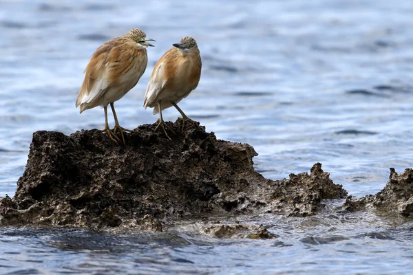 Yabani Squacco Heron Ardeola Ralloides Baf Yakınlarındaki Kayalık Bir Sahil — Stok fotoğraf