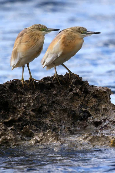 Garza Silvestre Squacco Ardeola Ralloides Una Costa Rocosa Cerca Paphos — Foto de Stock