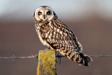 Yabani Kısa kulaklı Baykuş (Asio flammeus) bir çit direği üzerinde. Alınan Angus, İskoçya, İngiltere.