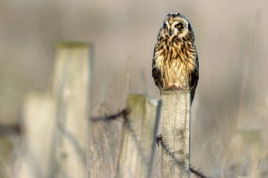 Yabani Kısa kulaklı Baykuş (Asio flammeus) bir çit direği üzerinde. Alınan Angus, İskoçya, İngiltere.