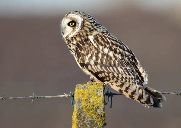 Hibou Des Marais Asio Flammeus Sauvage Sur Poteau Clôture Prise — Photo