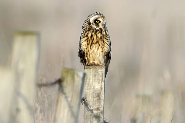 Hibou Des Marais Asio Flammeus Sauvage Sur Poteau Clôture Prise — Photo