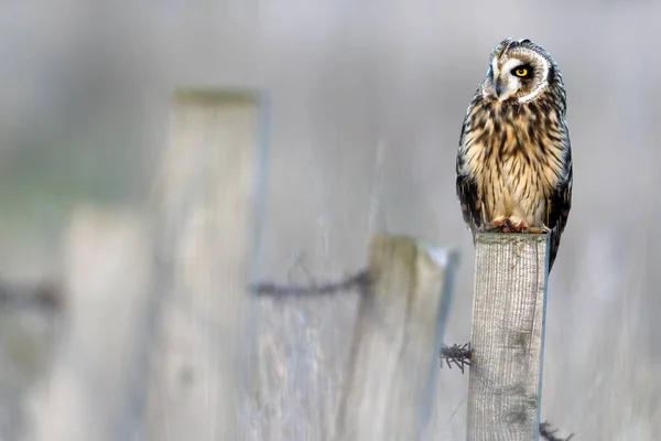 Hibou Des Marais Asio Flammeus Sauvage Sur Poteau Clôture Prise — Photo