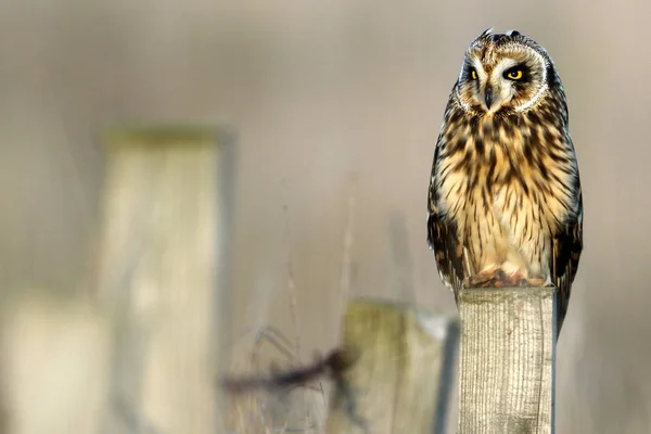 Hibou Des Marais Asio Flammeus Sauvage Sur Poteau Clôture Prise — Photo