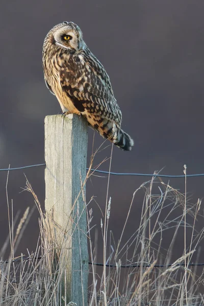 Hibou Des Marais Asio Flammeus Sauvage Sur Poteau Clôture Prise — Photo