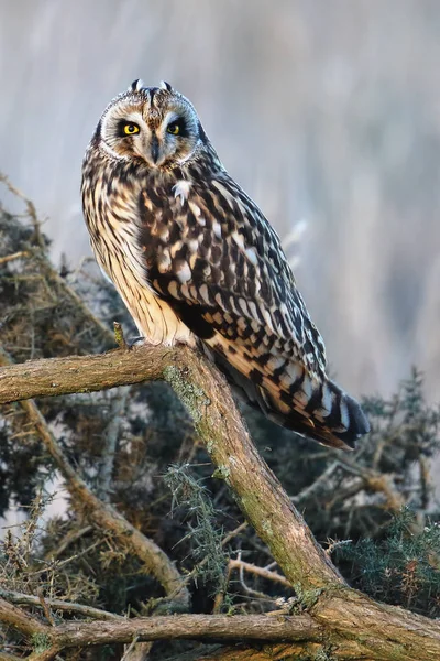 Hibou Des Marais Asio Flammeus Sur Une Branche Prise Angus — Photo