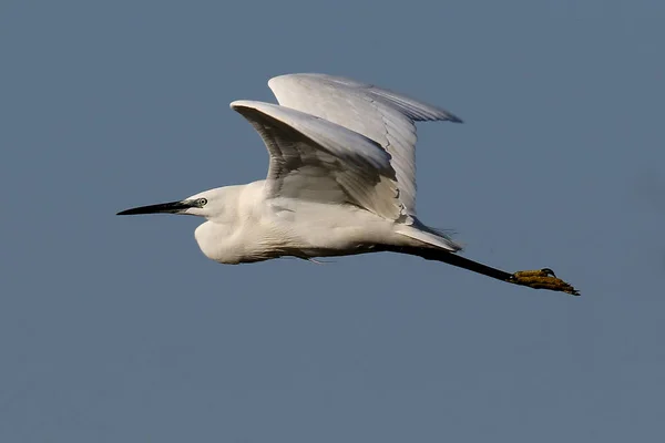 Wild Little Egret Egretta Garzetta Flight Marsh Reed Bed Image — Stock Photo, Image