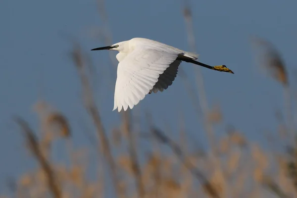 Wild Little Egret Egretta Garzetta Flykten Över Marsh Vass Säng — Stockfoto