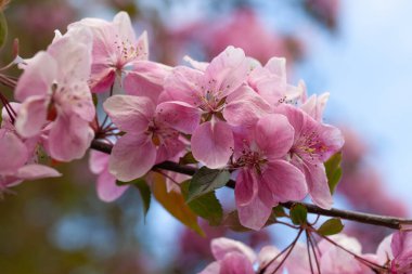 Bahar bahçesinde çiçek açan elma ağaçları