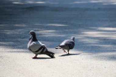 Kavram kırma, güvercinler sokakta çift, ayıran, fikir boşanma