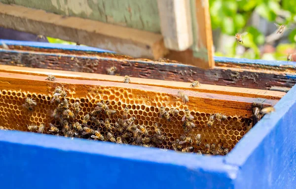 Frische Nahaufnahme Eines Offenen Bienenstocks Mit Arbeitsbienen Die Auf Wachsrahmen — Stockfoto