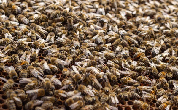 Honigbienen Arbeiten Schwarm Der Wabe Machen Bienenwachs Nahaufnahme Hintergrund — Stockfoto