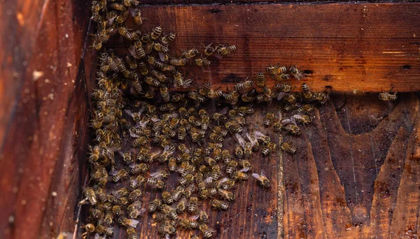 Pohled Zevnitř Úlu Kontrola Zachycení Instalaci Včelího Roje Kopírovací Prostor — Stock fotografie