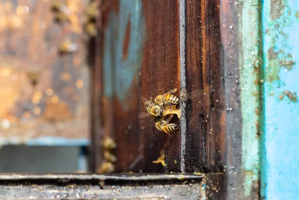 Honigbienen Bauen Schuppen Aus Bienenwachs Der Bienenstockwand Zusammen Konzept Vertikale — Stockfoto