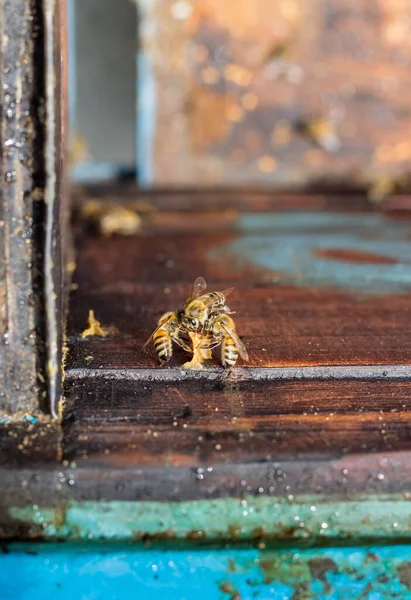 Honigbienen Bauen Schuppen Aus Bienenwachs Der Bienenstockwand Zusammen Konzept Horizontale — Stockfoto