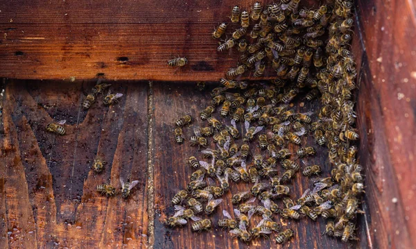 Een Blik Van Binnenuit Van Bijenkorf Inspecteren Het Vangen Installeren — Stockfoto