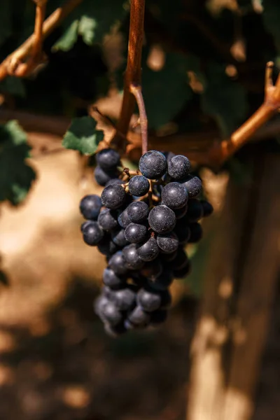 Bunch Dark Ripe Grapes — Stock Photo, Image